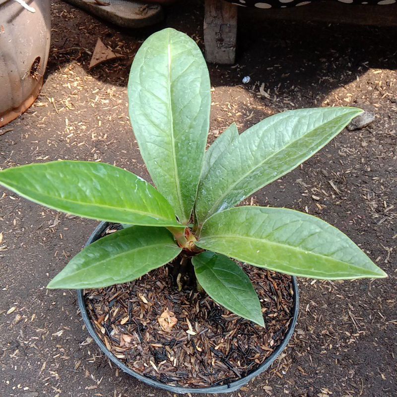 Anthurium Jemani Tanduk qinaya_flora