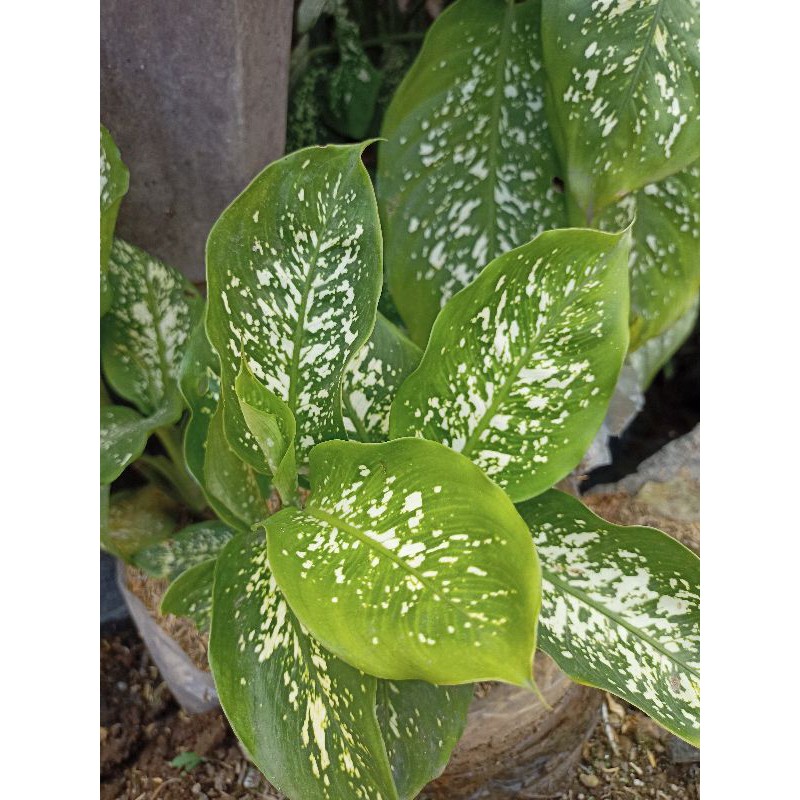 Tanaman Hias Difenbacia