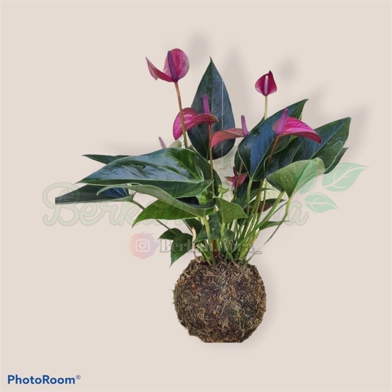 Tanaman hidup anthurium mickey mouse kokedema-tanaman hias hidup-bunga hidup-hiasan rumah-perlengkap