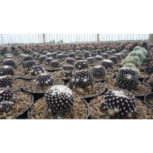 ஈCeHaஈ Kaktus capiapoa ownroot พีAda Stock