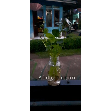 Tanaman hias pegagan air/ sudah berikut botol kaca