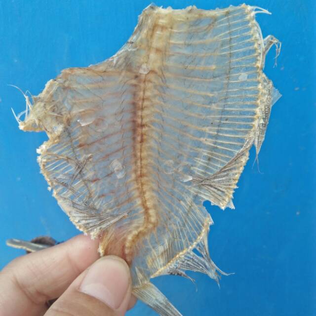 

Ikan tawar terbis 500gr