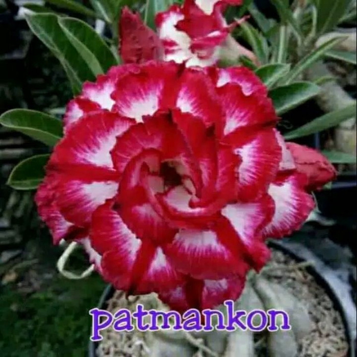 

Bibit Bunga Kamboja Adenium Patmankon - Kamboja Jepang papang