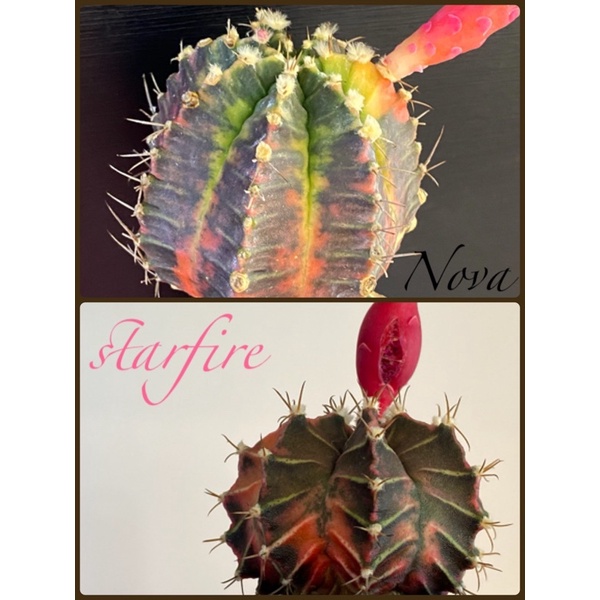 Gymnocalycium "Starfire" (Father)  X  Gymno Miha "Nova" (Mother) seeds ( biji kaktus )