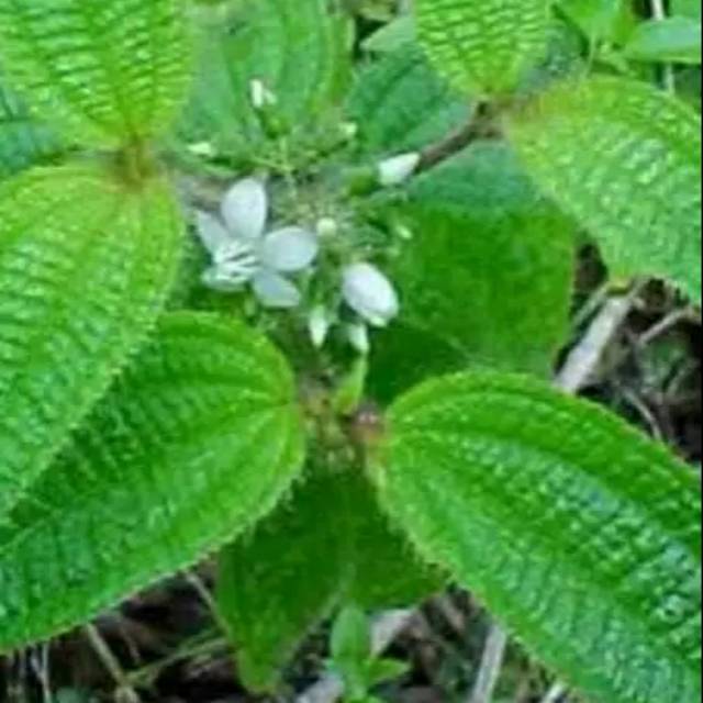

Daun senduduk bulu 250 gram