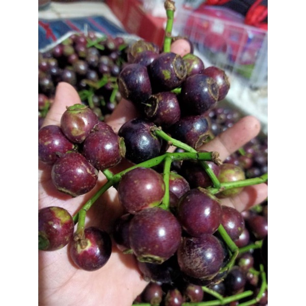 

Buah kupa/gowok ngidam 250 grm