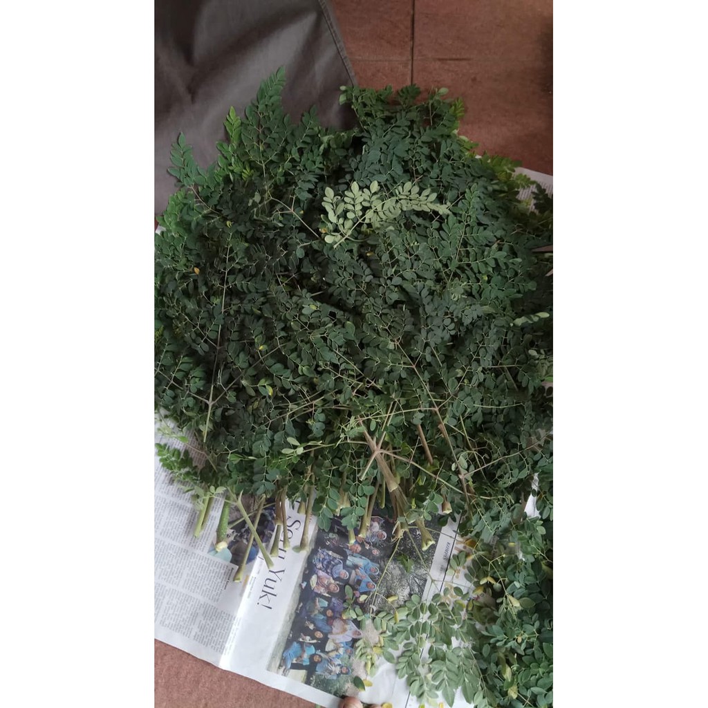 

Daun Kelor Segar TERLARIS