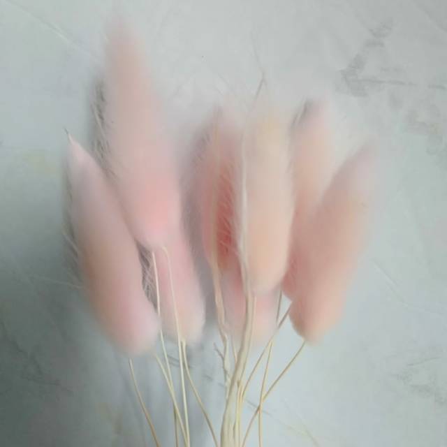 Dried lagurus pink