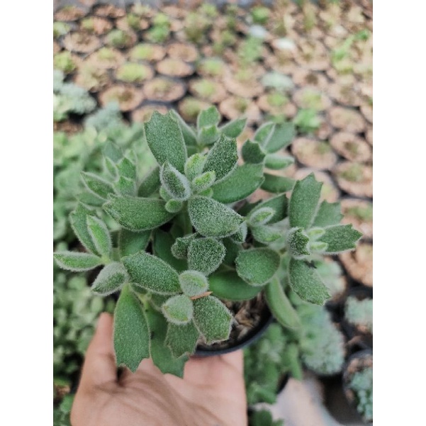 kaktus sekulen cotyledon/ bear paw