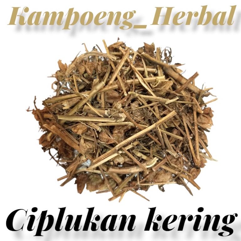 Daun ciplukan kering 1kg/ciplukan cacah kering