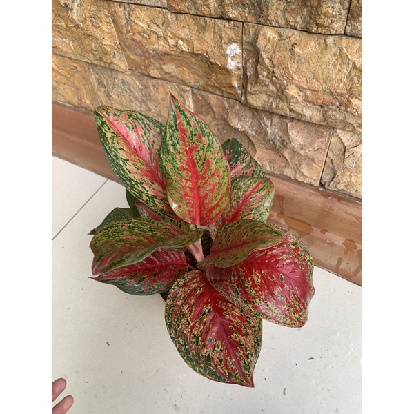 aglonema red anita