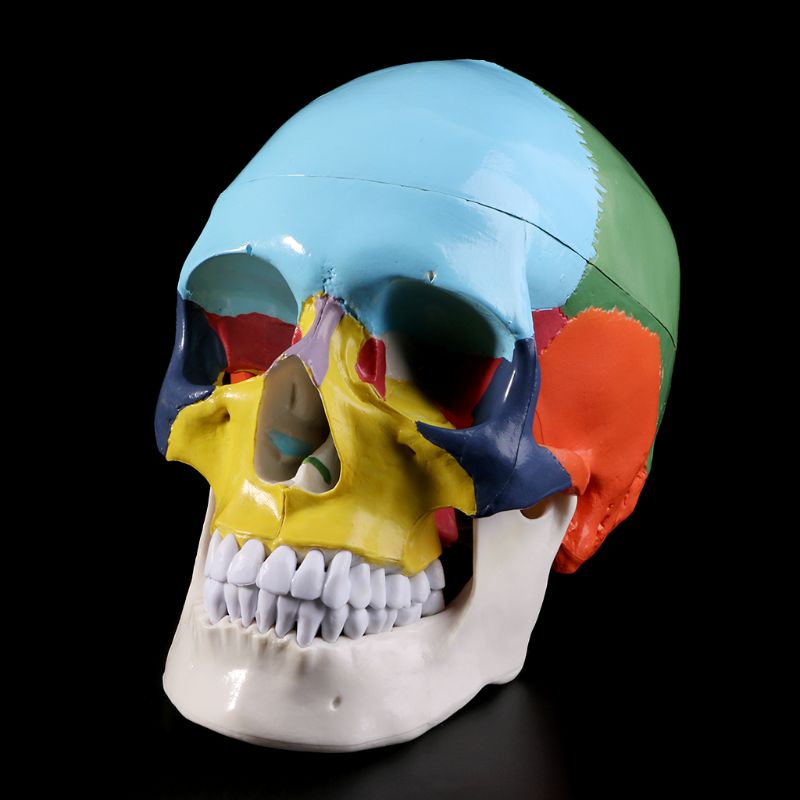 Mary Life Size Colorful Human Skull Model Anatomi Anatomi Anatomi Ngajar Medis Skeleto