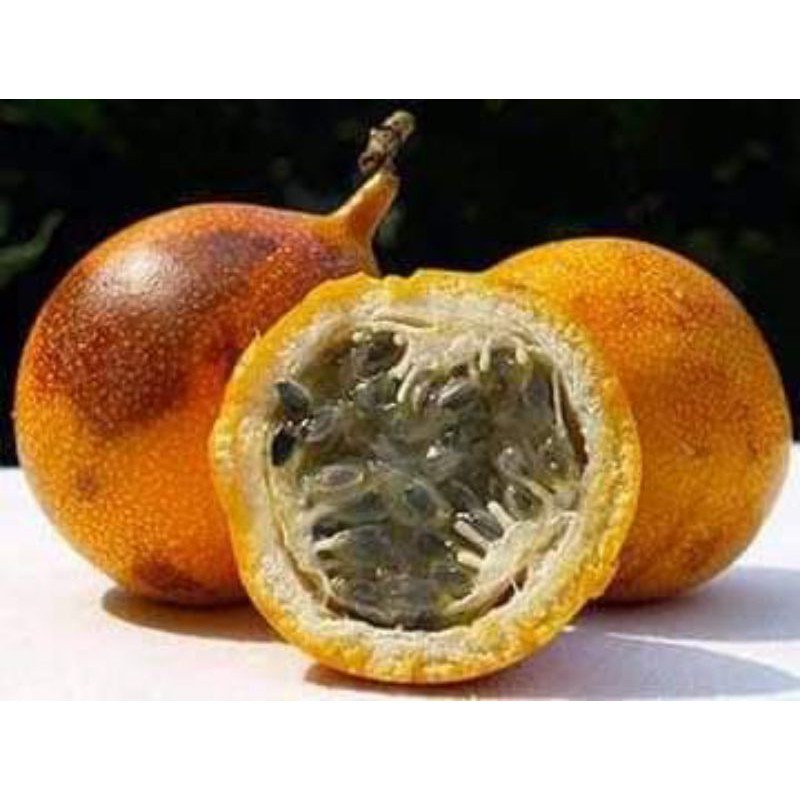 Jual Benih Bibit Buah Markisa Manis