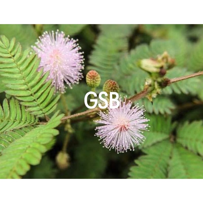 

Daun putri malu segar 500 gram petik langsung