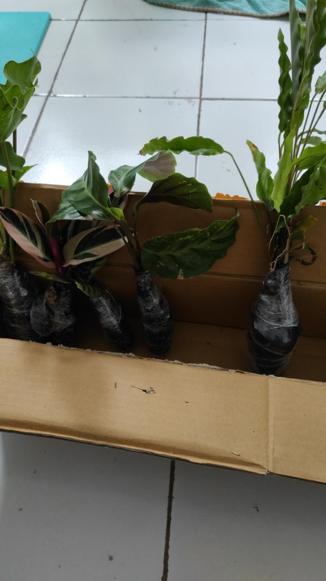 Tanaman Hias Calathea Rufibarba