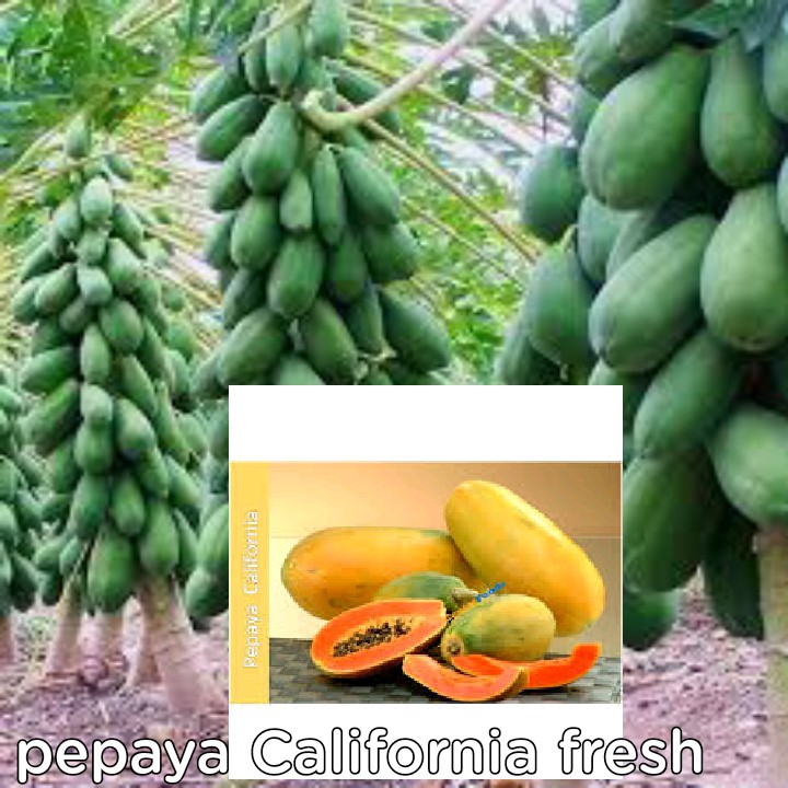 

Pepaya fres 1kg