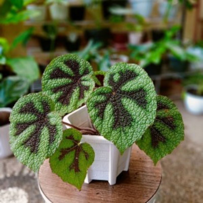 Tanaman hias begonia iron cross - begonia tapak macan