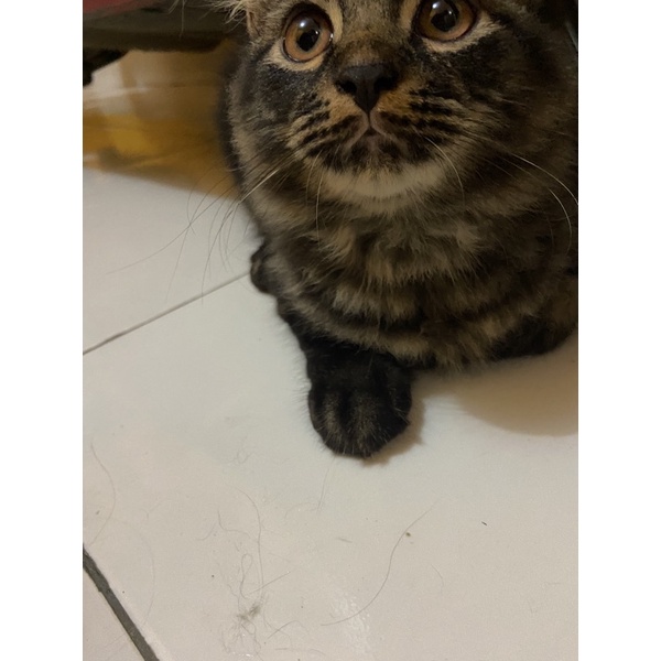 kucing persia mix anggora