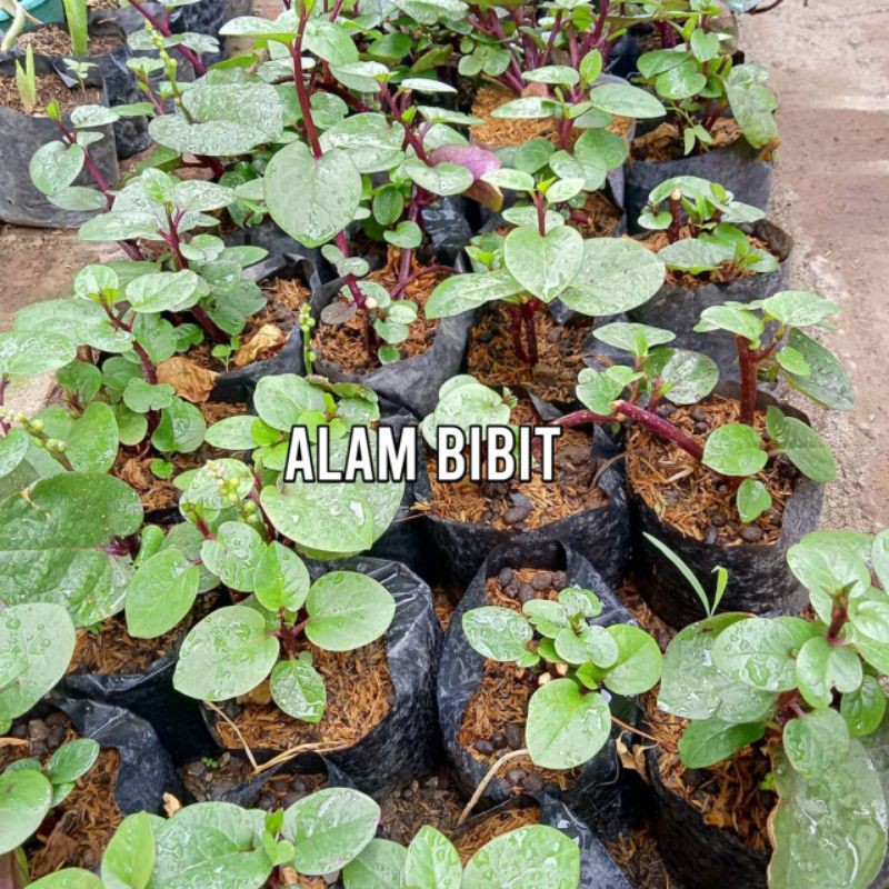 BIBIT BINAHONG MERAH SIAP TANAM (beli 5 gratis 1)