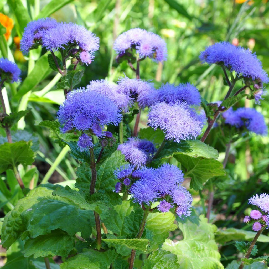 Benih Biji Ageratum / Flossflower