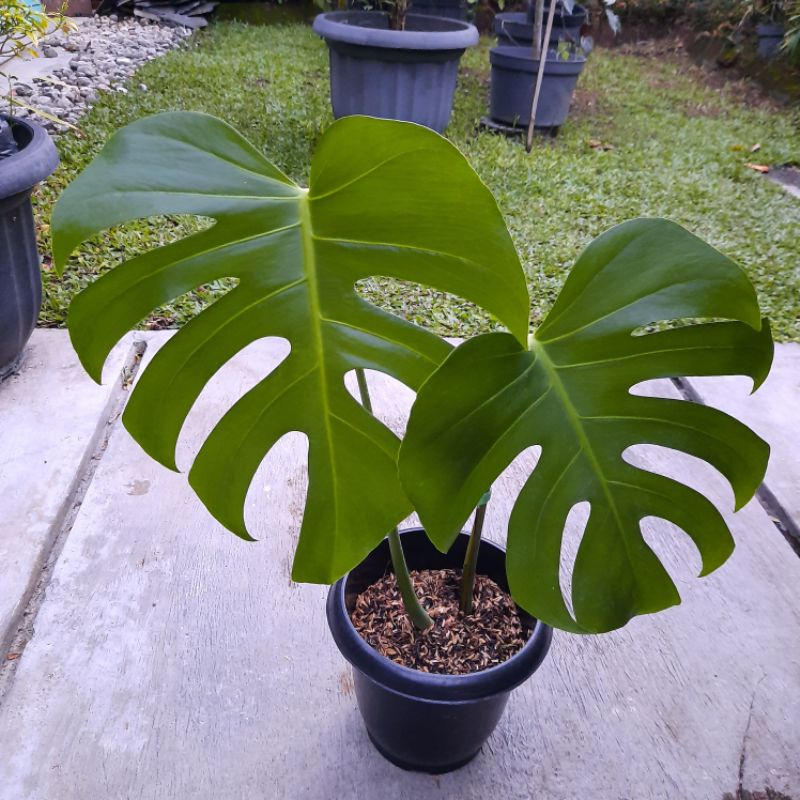 Monstera borsigiana