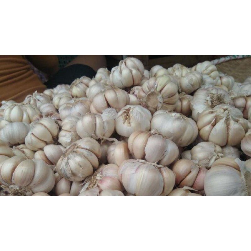 

Bawang Putih Kating 1Kg