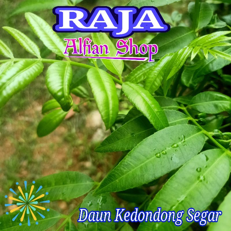 

Herbal Daun Kedongdong Segar 100 Gram