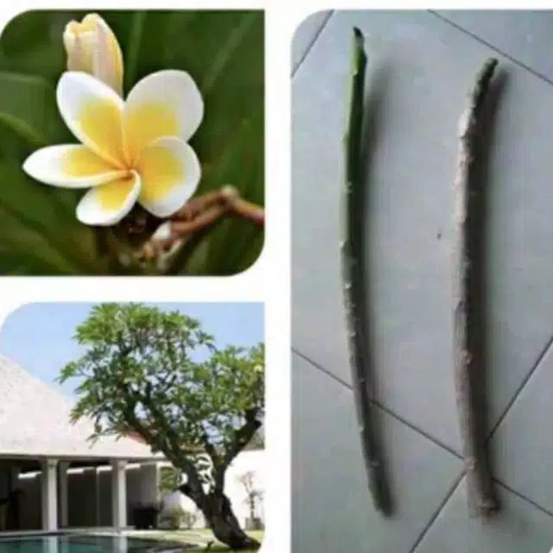 Cutting stek kamboja - batang kamboja bunga kuning