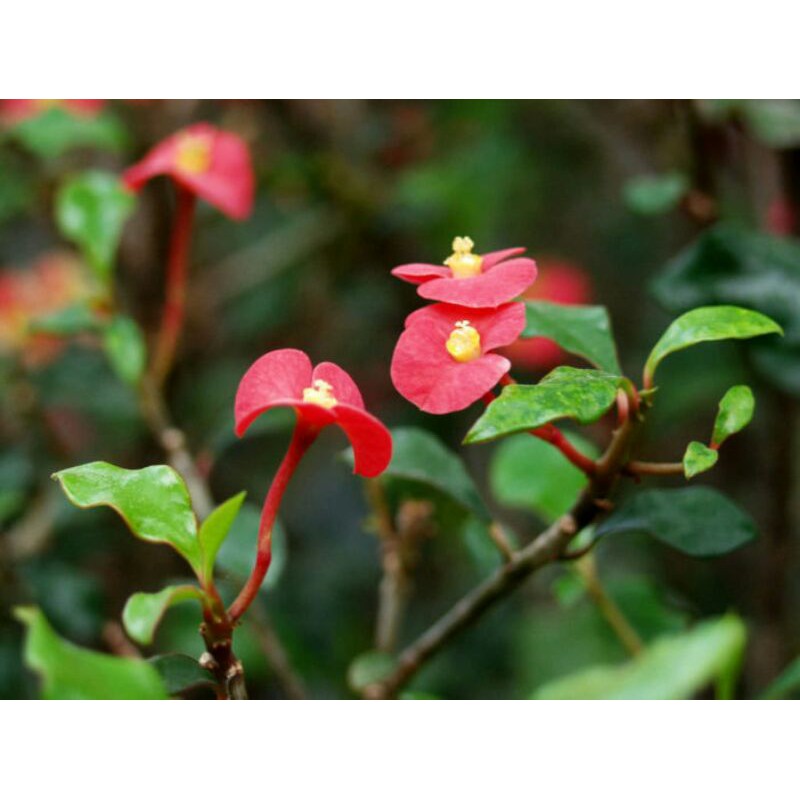 LANGKA EUPHORBIA GEROLDII/ EUPHORBIA JEPANG/EUPHORBIA TANPA DURI