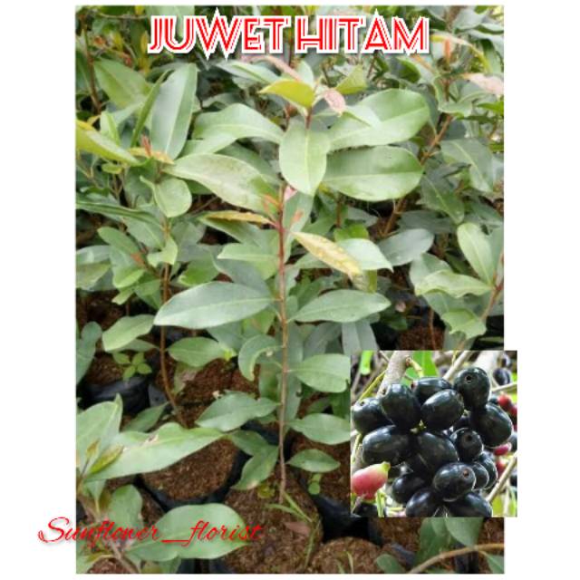 Bibit Buah Juwet Hitam
