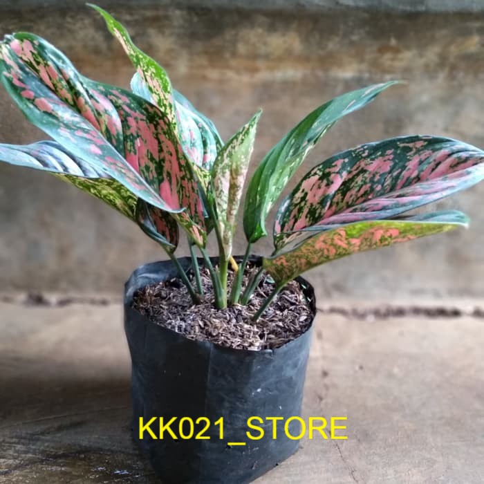 Tanaman hias aglonema venus/pohon aglonema venus-aglonema venus Stock Ready