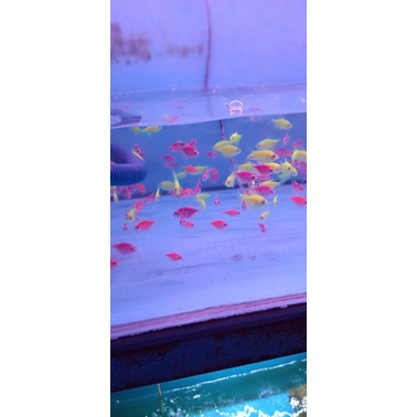 glow fish tetra import