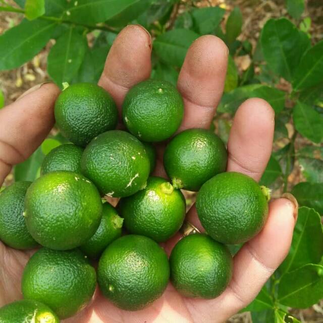 

Jeruk kasturi,songkit,kalamansi,lemon cui