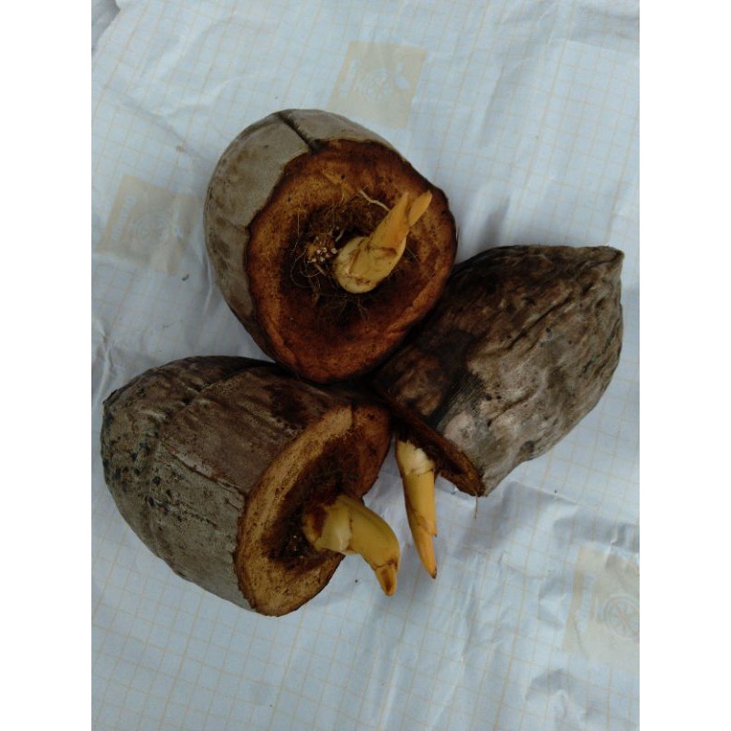 Bahan bonkla gading orange