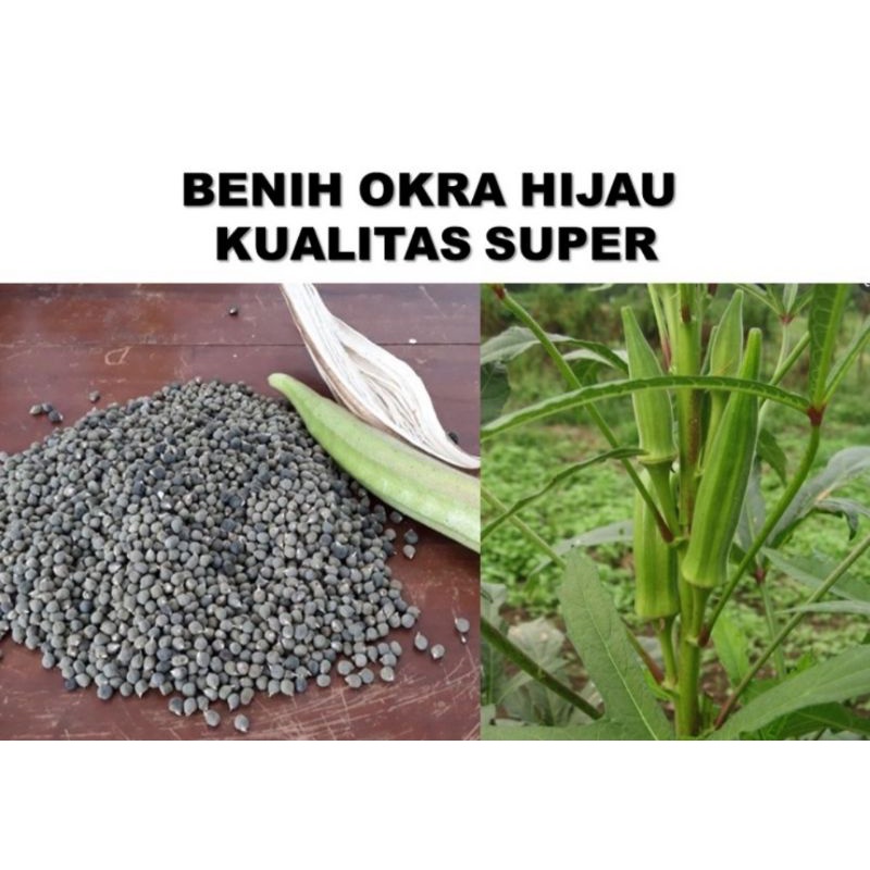 benih okra hijau perbutir