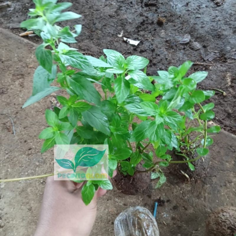Bibit tanaman papermint (Daun mint) Pohon daun papermint