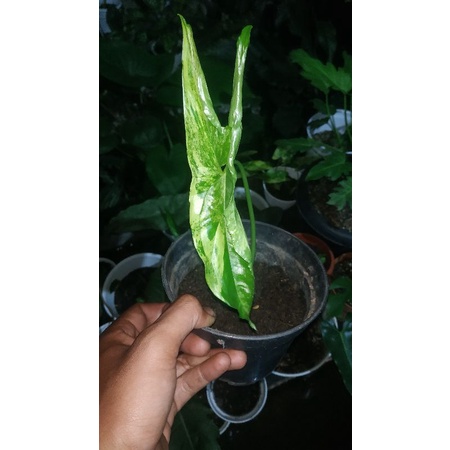 syngonium yellow aurea