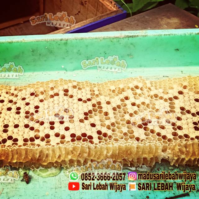 

Larva Lebah Madu