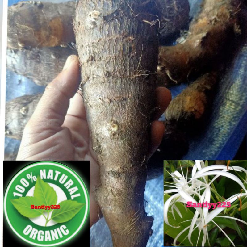 

ubi talas segar 1 kg