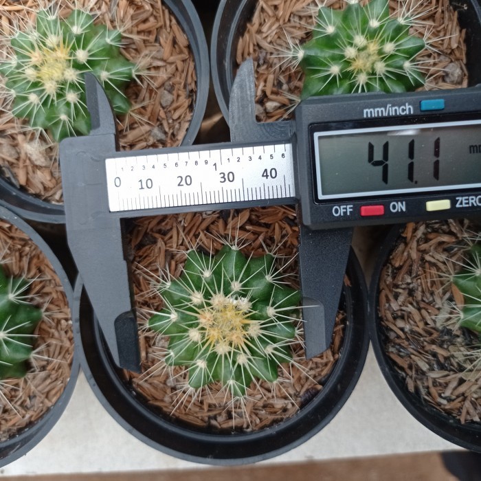 golden barrel mini KAKTUS SUKULEN TANAMAN HIAS