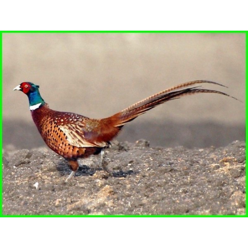 TELUR AYAM HIAS RINGNECK UNTUK DI TETASKAN