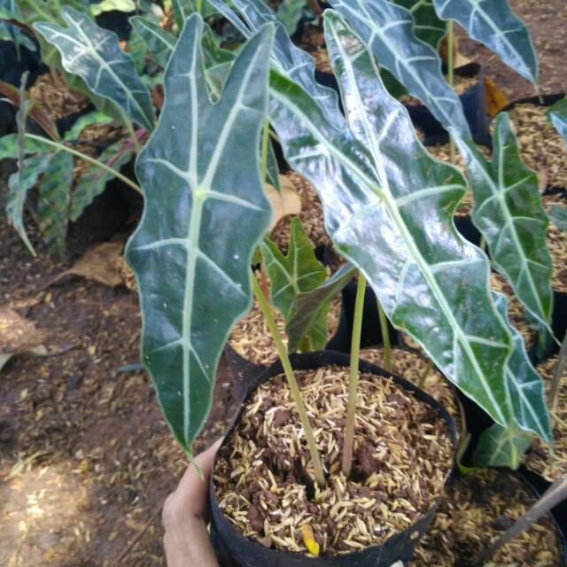 Tanaman hias alocasia  tanaman keladi  amazon kladi 