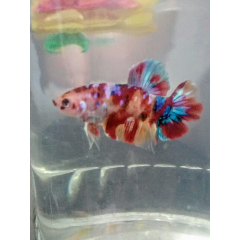 ikan cupang giant multi colours sesuai foto real pict