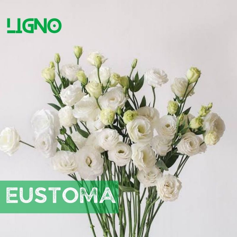 Benih EUSTOMA WHITE - Biji Bibit Bunga Lisianthus