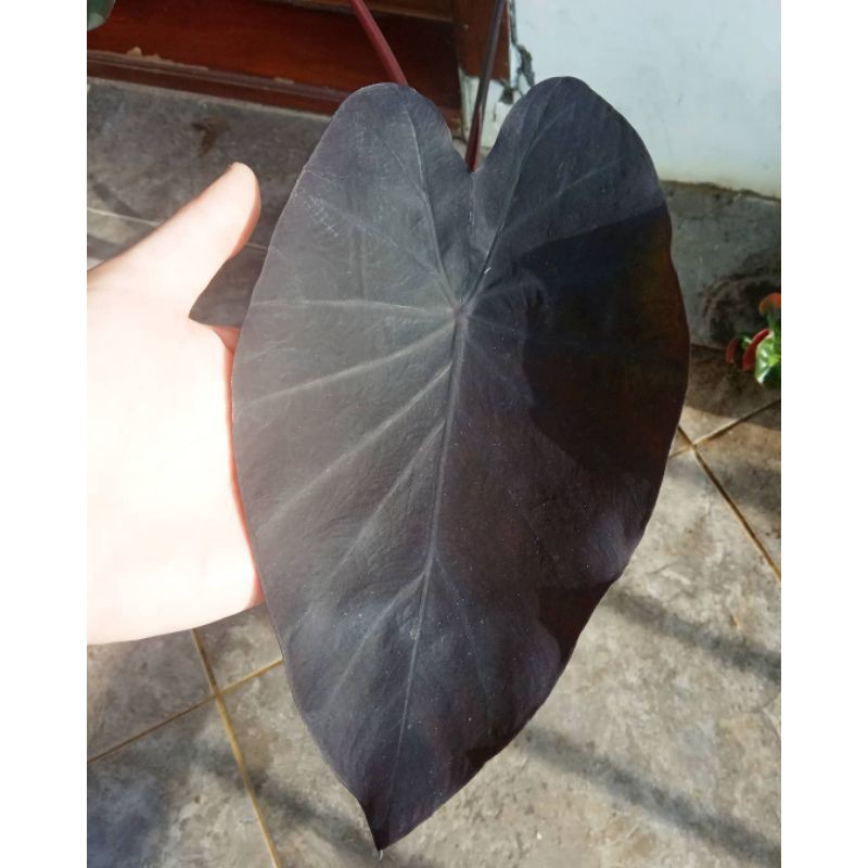 Tanaman hias caladium black magic/keladi full black