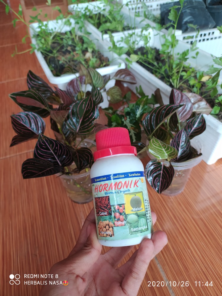 Keladi Syngonium Rayii (min : 10 Plant)