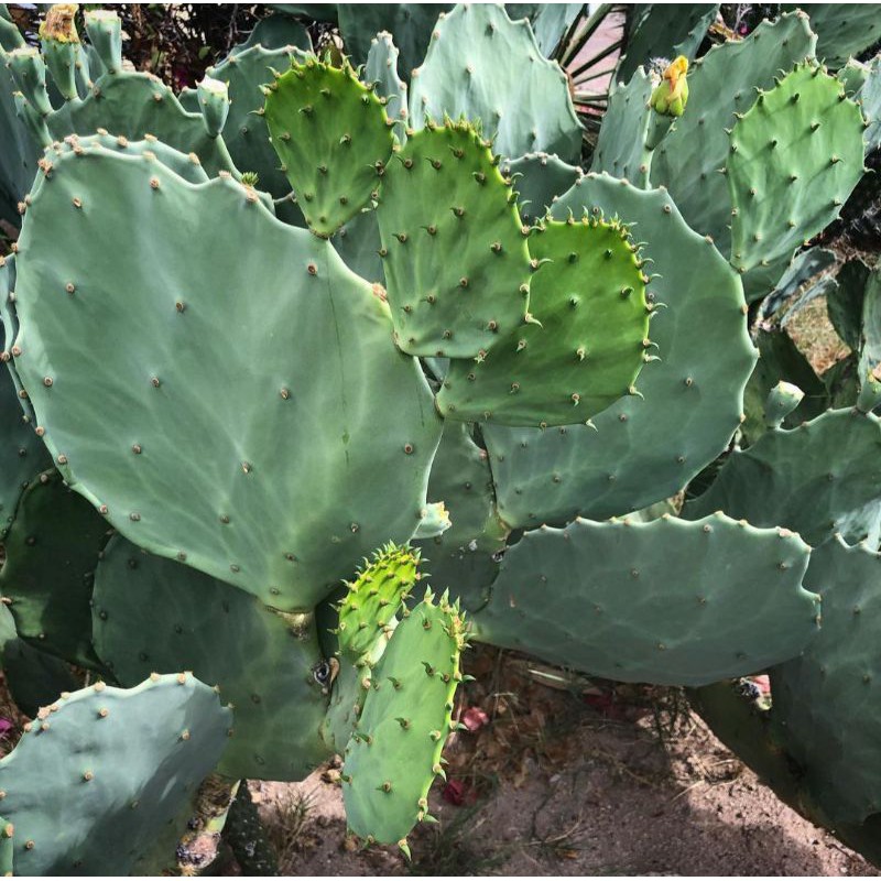 opuntia gomey fres cutting belum akar (opuntia gomei)