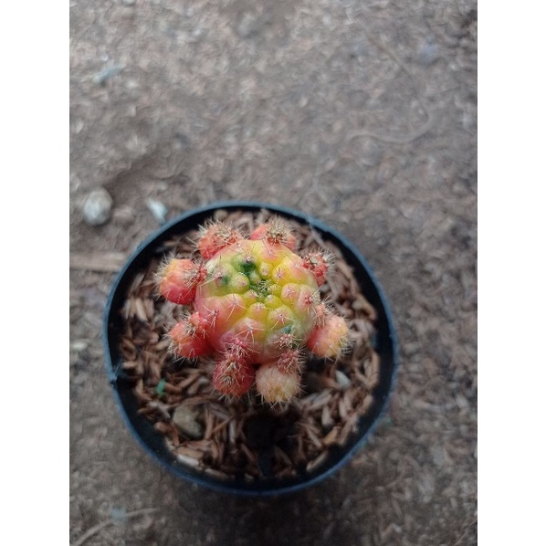 kaktus damsi varigata cluster