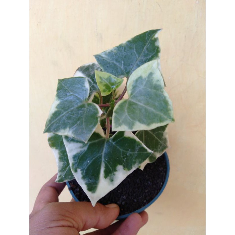 hedera helix glacier (Ivy English varigata) Daun tebal