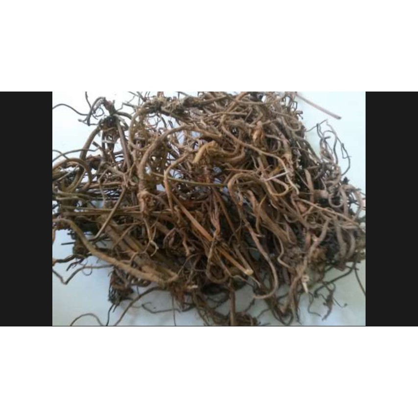 

100 gram kayu rapet megatsih akar gerip putih gakeman mayit gembor ragen medaksi chang jie zhu